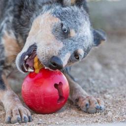 KONG Biscuit Ball Aktivitetsboll För Hunden Small